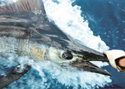 Old Hat Fishing Charters catches Sailfish looking at angler