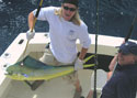 Mahi Mahi caught offshore, between Sunny Isles Beach and Bal Harbour