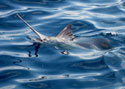 Old Hat Fishing Charters catches Sailfish looking at angler