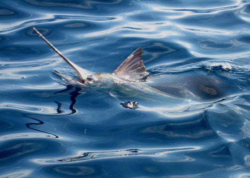 Old Hat Fishing Charters catches Sailfish looking at angler