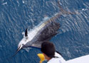 This Sailfish is on the leader and coming in