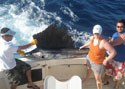 A huge Sailfish caught while Sport Fishing off Miami Beach