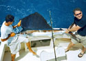 Catch & Release - This big Sailfish was caught off Bal Harbour