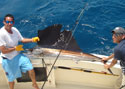 This Sailfish was revived and released