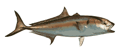 Amberjack