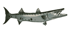 Barracuda