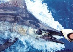 Blue Marlin Florida Fishing