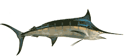 Blue Marlin