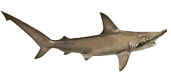 Hammerhead Shark