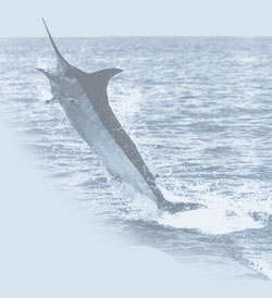 Miami Fishing