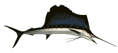 Sailfish