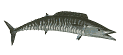Wahoo (Ono)